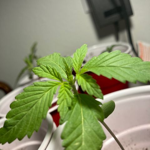 Plant 3 growlog timeline photo