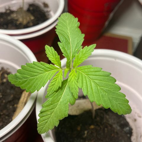 Plant 3 growlog timeline photo