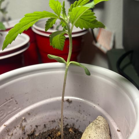 Plant 3 growlog timeline photo