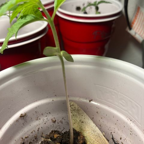 Plant 3 growlog timeline photo