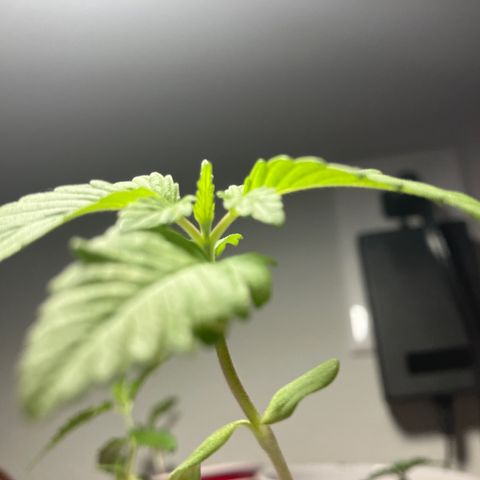 Plant 3 growlog timeline photo