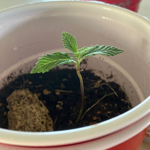 Plant 2 growlog timeline photo