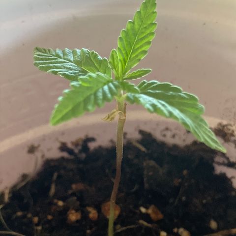 Plant 2 growlog timeline photo