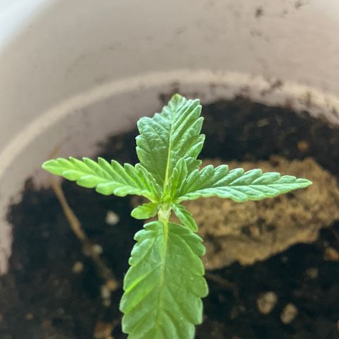 Plant 2 growlog timeline photo