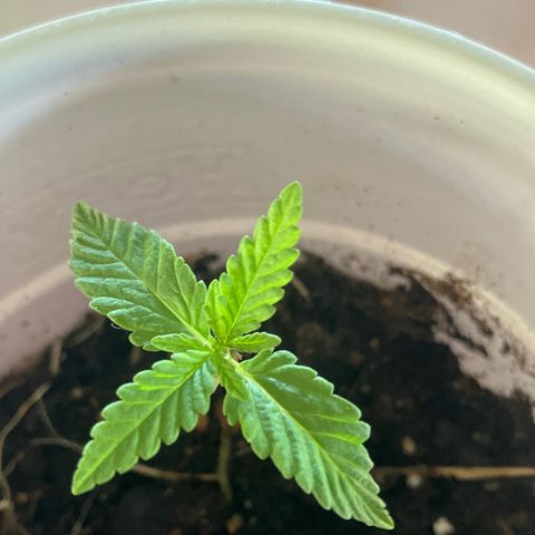 Plant 2 growlog timeline photo