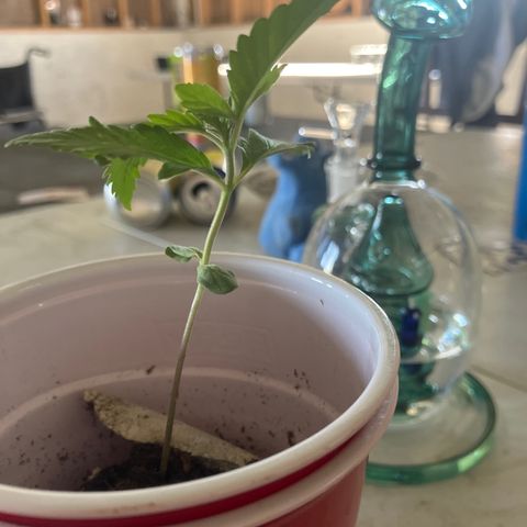 Plant 3 growlog timeline photo