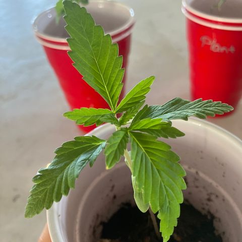 Plant 3 growlog timeline photo