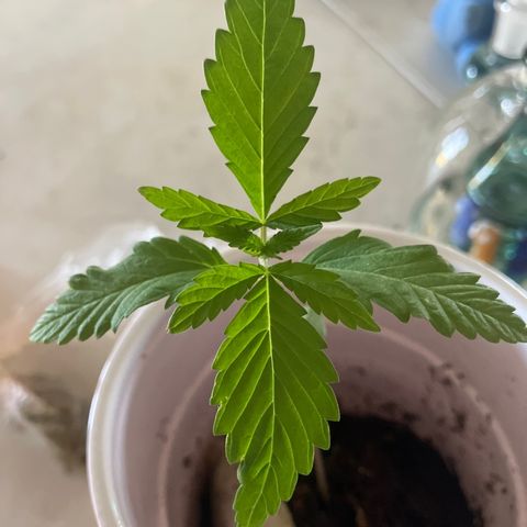 Plant 3 growlog timeline photo