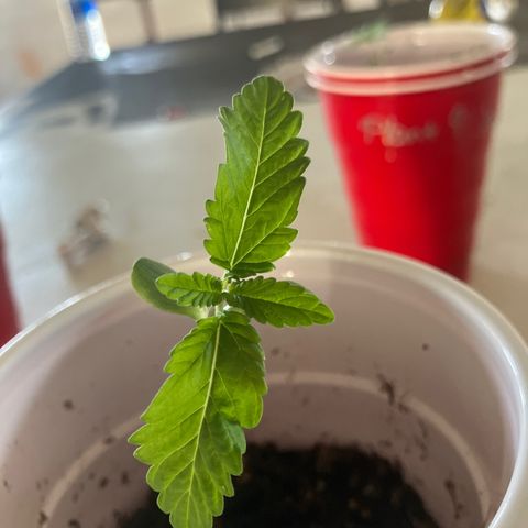 Plant 6 growlog timeline photo