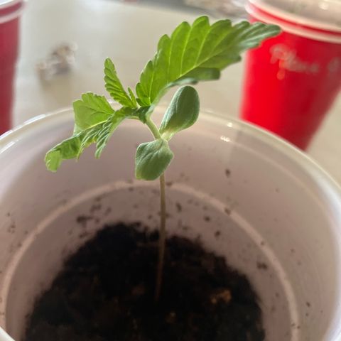 Plant 6 growlog timeline photo