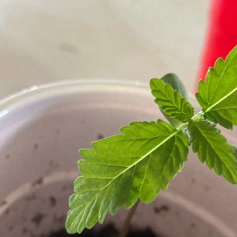Plant 6 growlog timeline photo