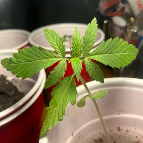 Plant 3 growlog timeline photo