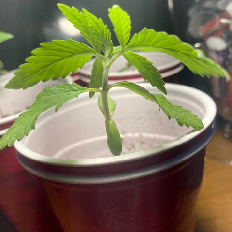 Plant 3 growlog timeline photo