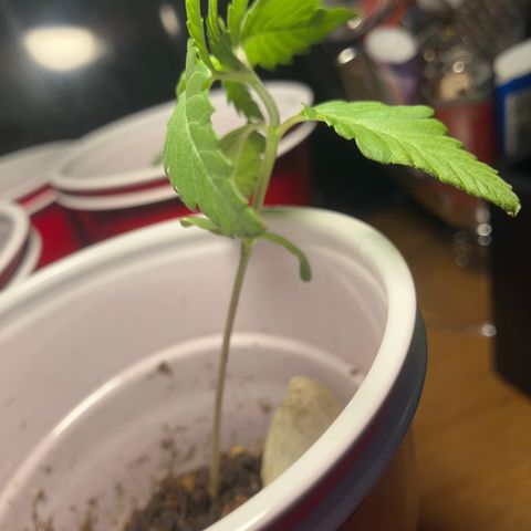 Plant 3 growlog timeline photo