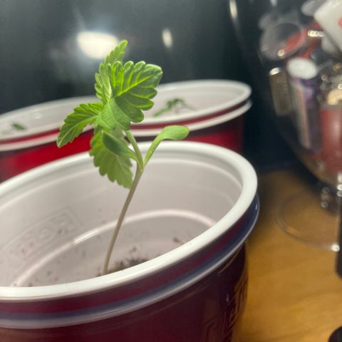 Plant 6 growlog timeline photo