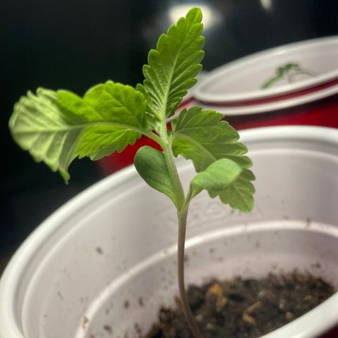 Plant 6 growlog timeline photo