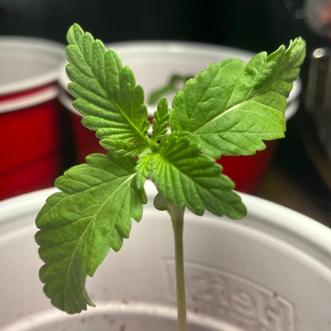 Plant 6 growlog timeline photo