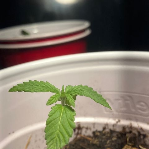 Plant 2 growlog timeline photo