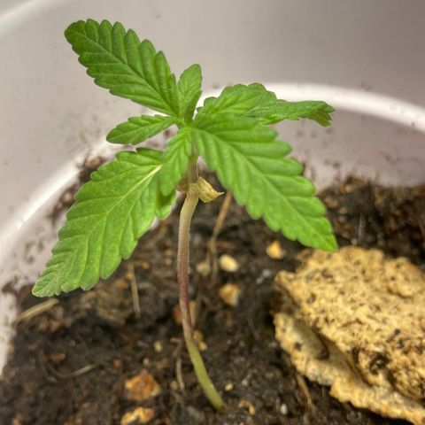 Plant 2 growlog timeline photo
