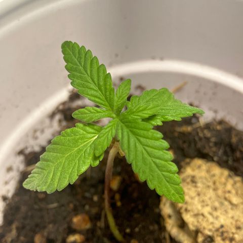 Plant 2 growlog timeline photo