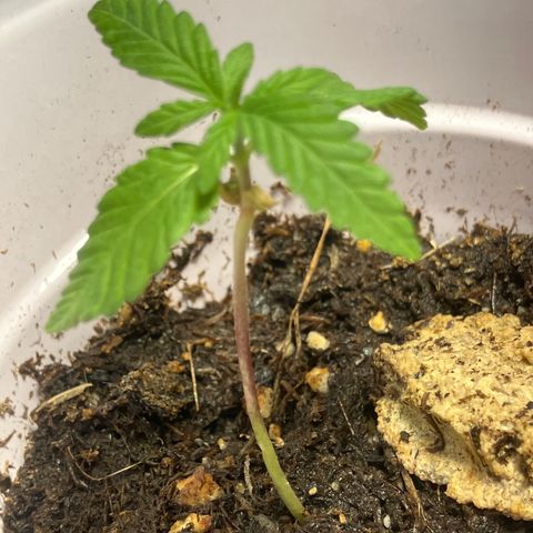 Plant 2 growlog timeline photo
