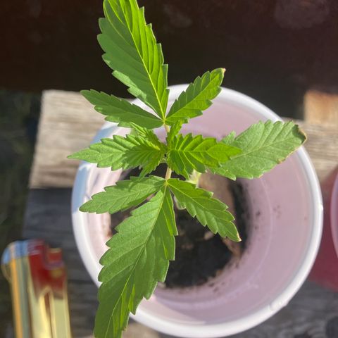 Plant 3 growlog timeline photo