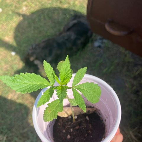 Plant 3 growlog timeline photo