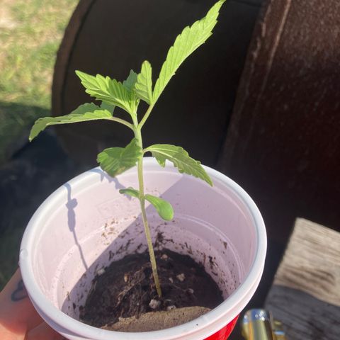 Plant 3 growlog timeline photo