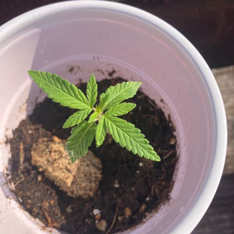 Plant 2 growlog timeline photo