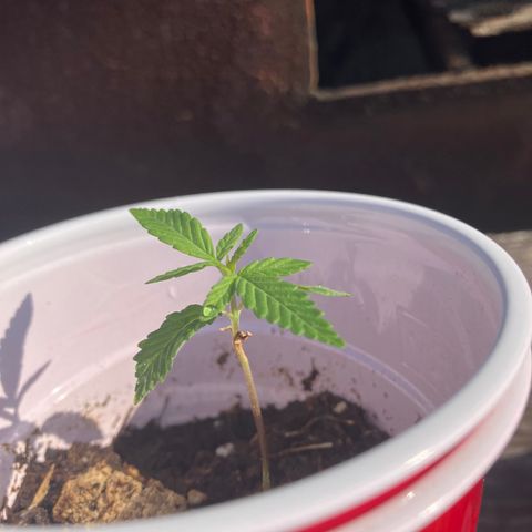 Plant 2 growlog timeline photo
