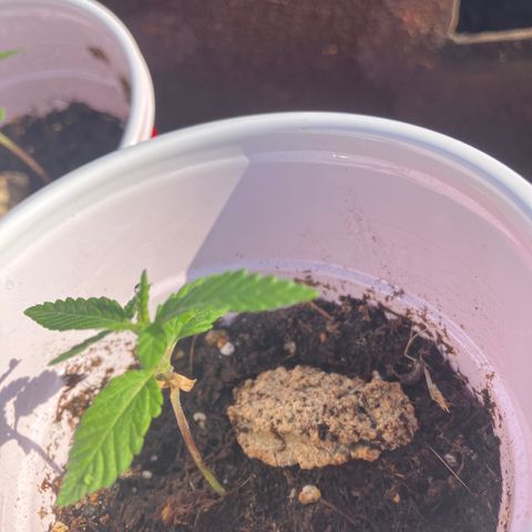 Plant 2 growlog timeline photo