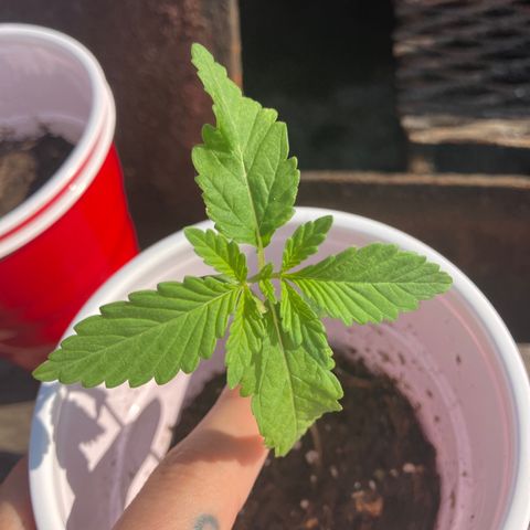 Plant 6 growlog timeline photo