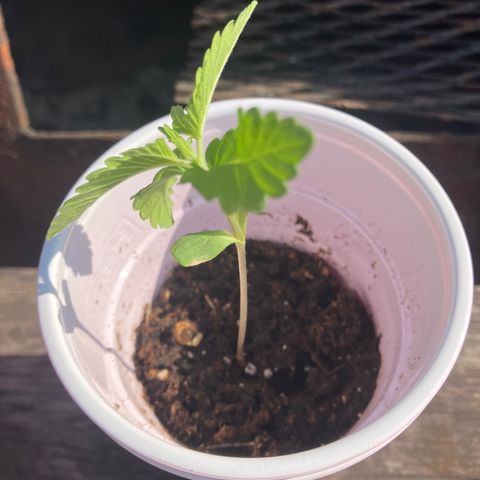 Plant 6 growlog timeline photo