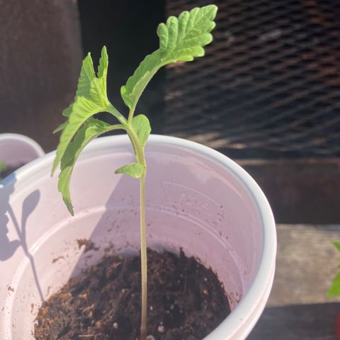 Plant 6 growlog timeline photo