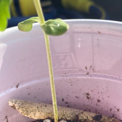 Plant 3 growlog timeline photo