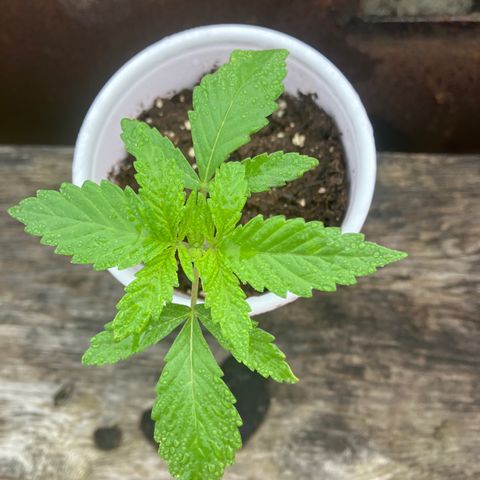 Plant 3 growlog timeline photo