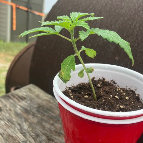 Plant 3 growlog timeline photo
