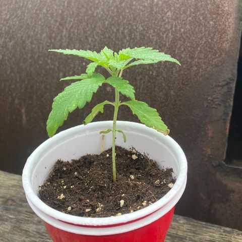 Plant 3 growlog timeline photo