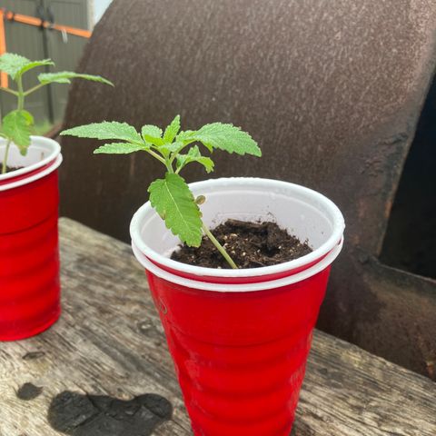 Plant 6 growlog timeline photo