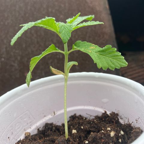 Plant 6 growlog timeline photo