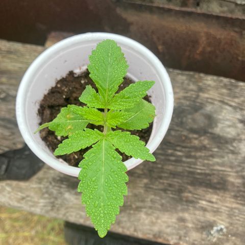 Plant 6 growlog timeline photo