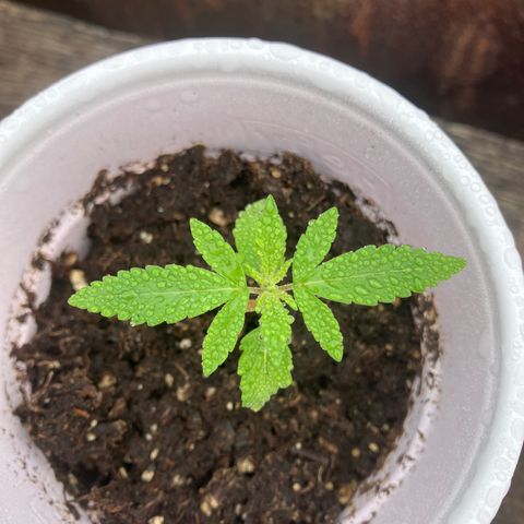 Plant 2 growlog timeline photo