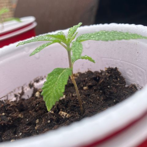 Plant 2 growlog timeline photo