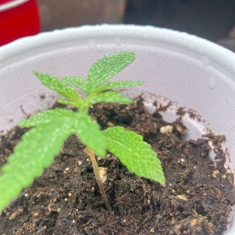 Plant 2 growlog timeline photo