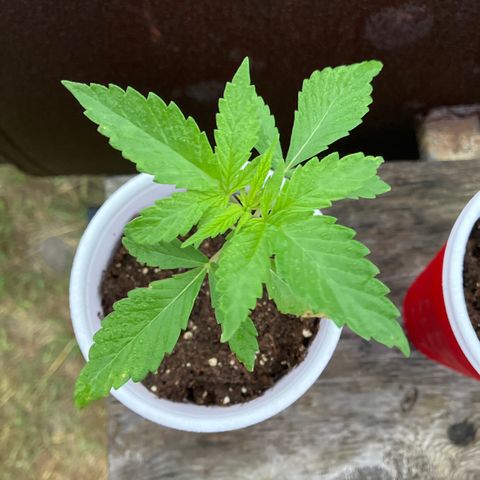 Plant 3 growlog timeline photo
