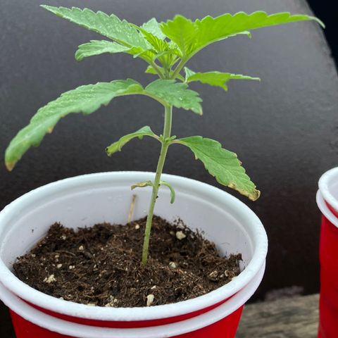 Plant 3 growlog timeline photo