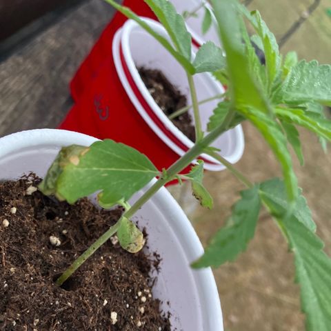 Plant 3 growlog timeline photo