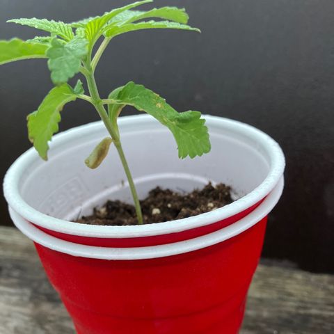 Plant 6 growlog timeline photo