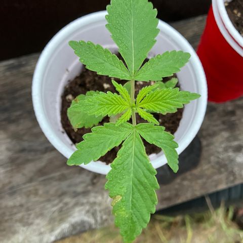 Plant 6 growlog timeline photo