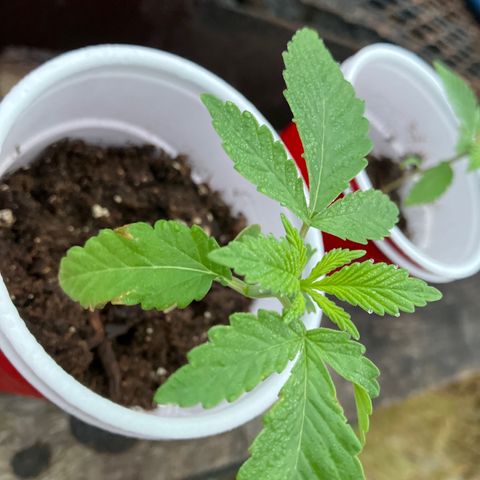 Plant 6 growlog timeline photo